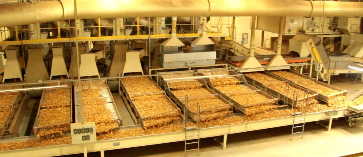 Столы блендинга и подачи, загруженные сушёным листом, на референсной установке SUR Engenharia