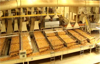 Overhead view of leaf spread across picking and inspection tables at a SUR Engenharia reference installation