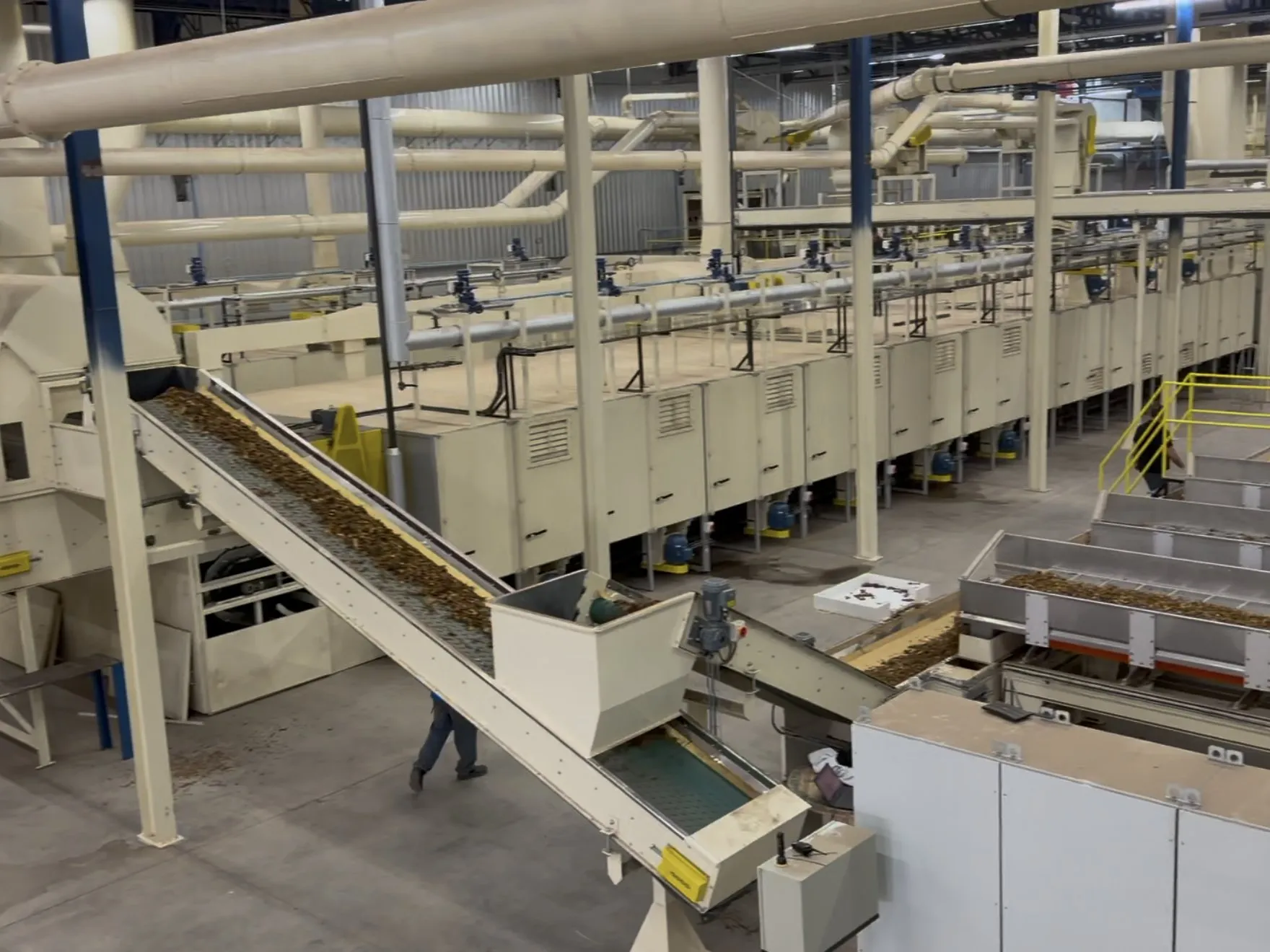 Cured leaf moving up a conveyor into the threshing line at a SUR Engenharia reference installation