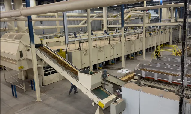 Cured leaf moving up an inclined conveyor into the threshing line at a SUR Engenharia reference installation